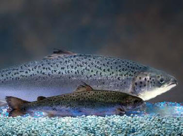 7 alimenti OGM che ti portano il cervello