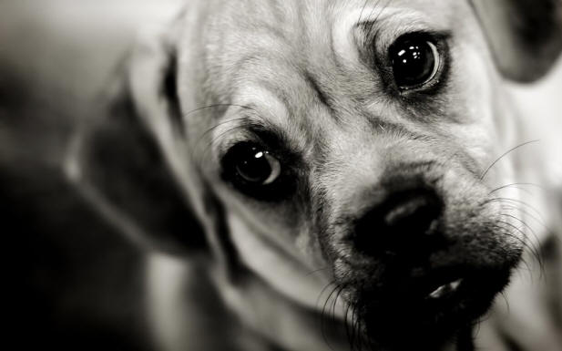 9 cose sui cani che potresti non conoscere fatti, cane, interessanti