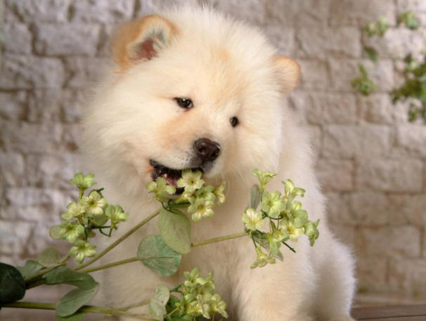 9 cose sui cani che potresti non conoscere fatti, cane, interessanti