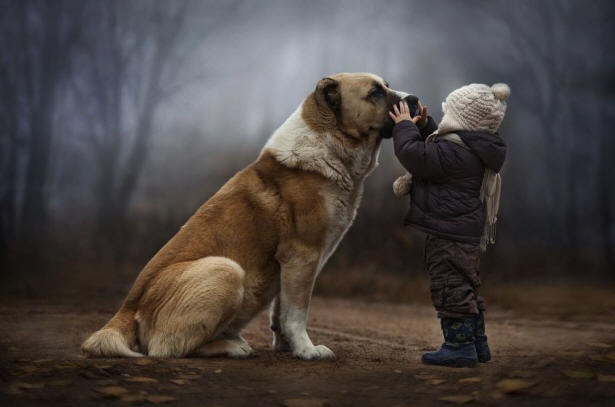 9 cose sui cani che potresti non conoscere fatti, cane, interessanti