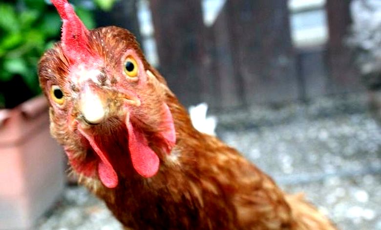 E nel ristorante ti serviranno ... piume di pollo anziché pollo