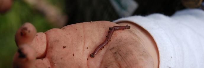 L'alcolismo aiuterà a sconfiggere non i divieti, ma i comuni vermi