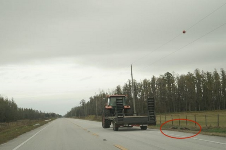 Gli americani hanno trovato due cinghiali in disparte, a cui gli alieni hanno lavorato