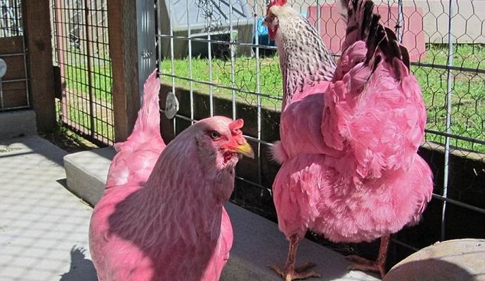 Gli americani non hanno apprezzato la battuta del primo di aprile con le galline rosa