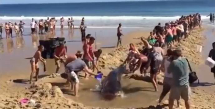 Gli americani hanno salvato lo squalo, tirando una trincea sulla spiaggia
