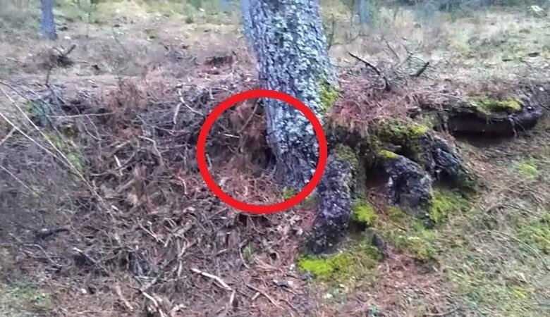 Un americano ha fotografato uno gnomo in un albero cavo