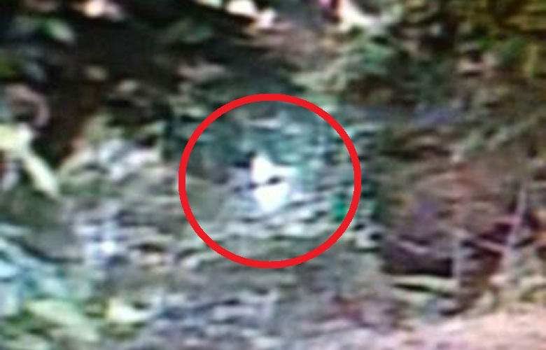 L'americano afferma di aver fotografato un alieno