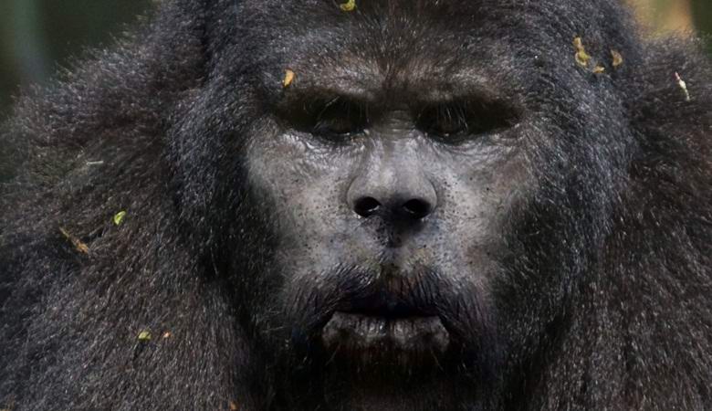 L'americano ha fotografato il bigfoot nella foresta invernale