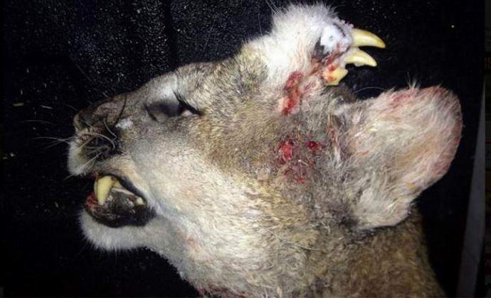 Un americano ha sparato a un puma con una mascella in cima alla testa