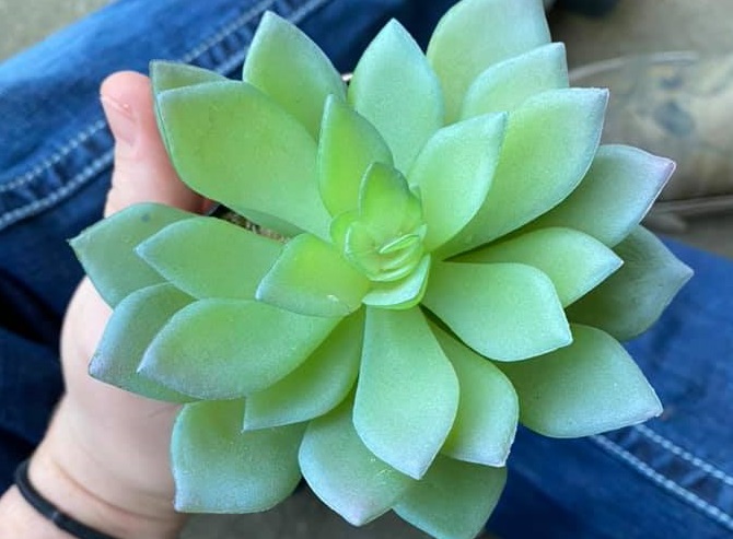 Un americano ha innaffiato un fiore per due anni, fino a quando ha capito che era artificiale.