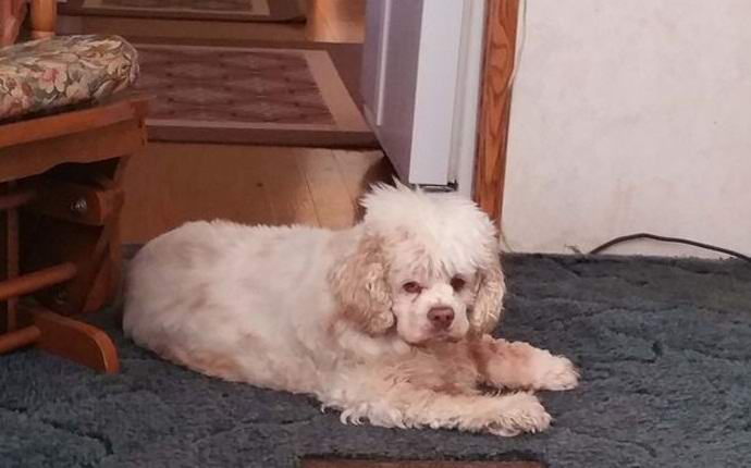 Un americano ha catturato il fantasma del suo cane in video