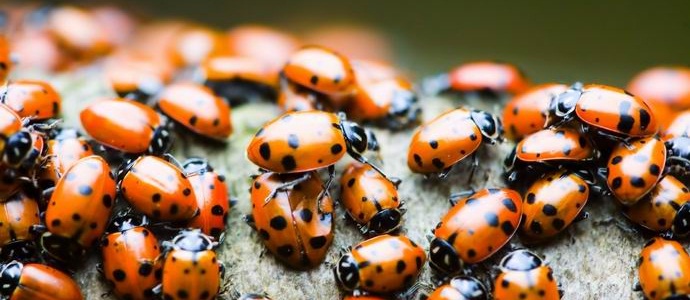 Gli adolescenti americani hanno lanciato migliaia di coccinelle nella loro scuola