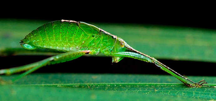 L'America è minacciata dalle zanzare mutanti