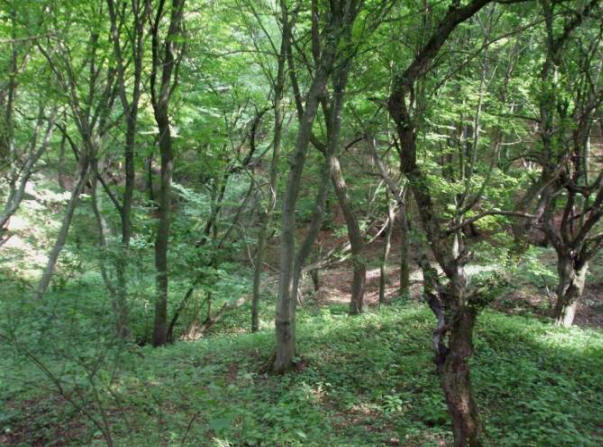 Foresta anomala di Hoya Bachu in Romania