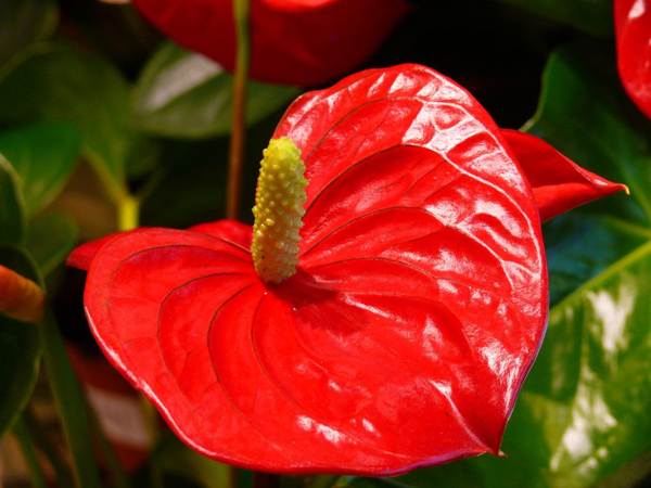 anthurium presagi e superstizioni 