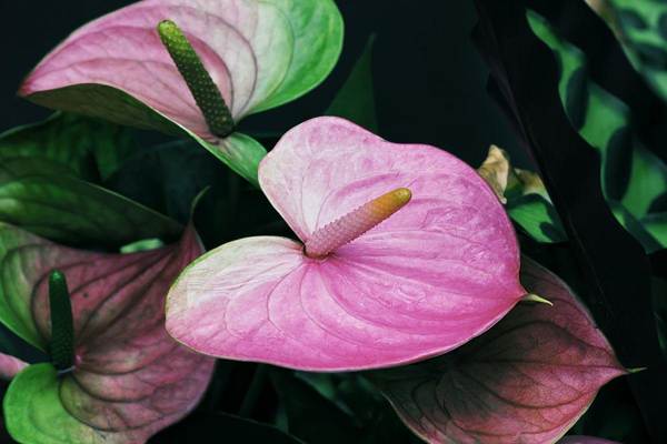 segni di anthurium 