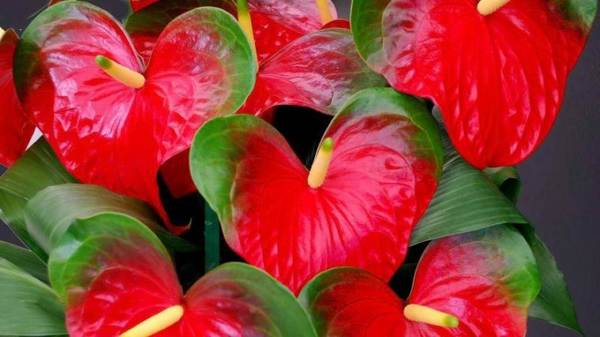 anthurium maschio fiore presagi 