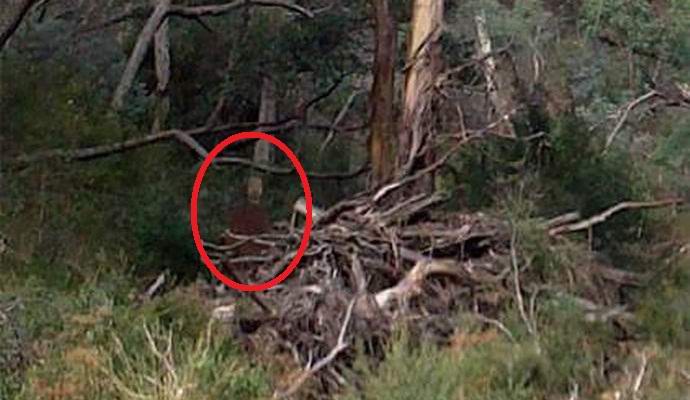 L'australiano ha fotografato un fantasma nella foresta