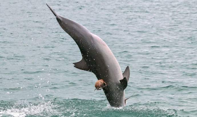 Australian Octopus Rides a Dolphin