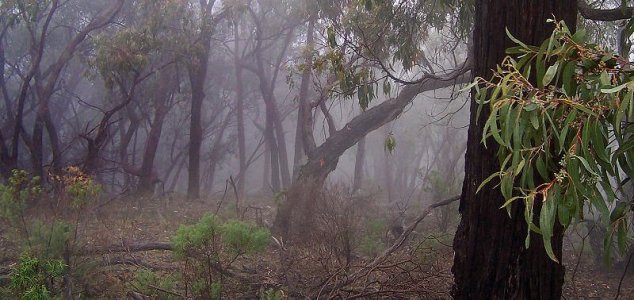 Il viaggiatore australiano ha fatto una foto a un fantasma nella foresta