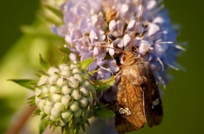 Vampire Butterfly, o Scoop