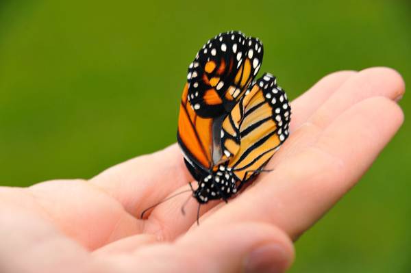 la farfalla si è seduta sulla mano 