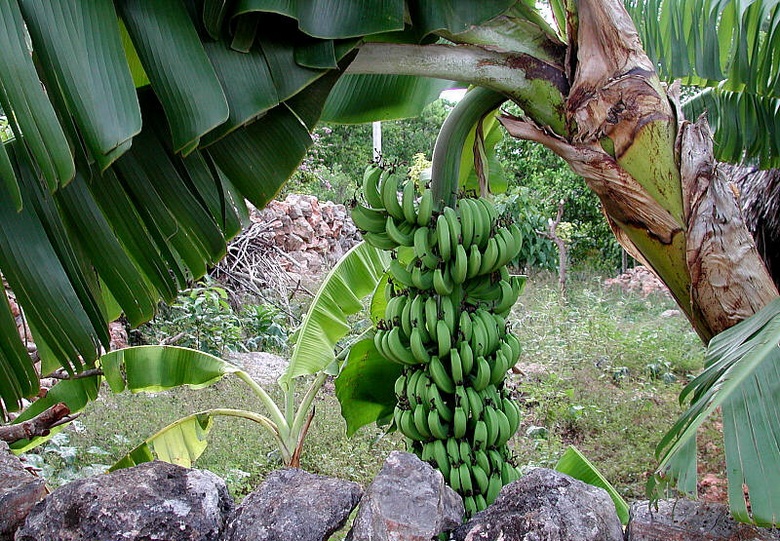 Banane: dove sono andate e come hanno conquistato il mondo?