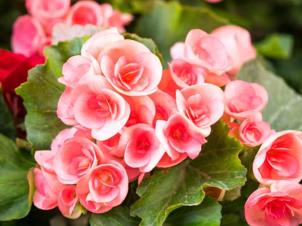 begonia in casa presagi e superstizioni 