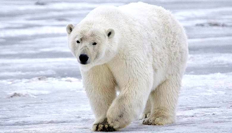 L'orso polare ha attaccato senza successo il fotografo scozzese