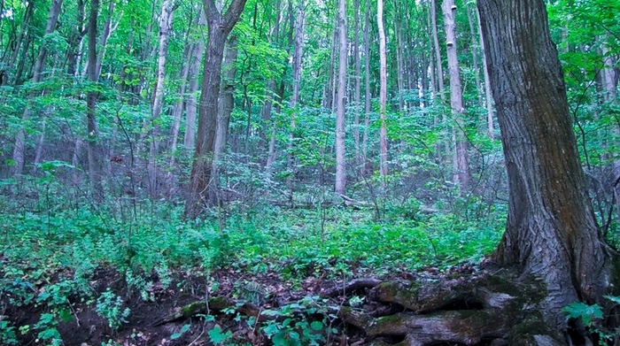 Prodigal Ravines of the Moscow Region