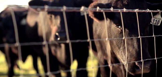 Mangiamo più carne - distruggiamo noi stessi e il nostro pianeta più velocemente