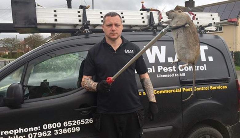 Gli inglesi intendono creare topi mutanti