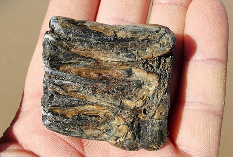 Gli inglesi hanno trovato sulla spiaggia della città di Cromer il dente di un antico mammut
