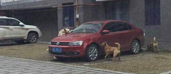 Un cane randagio ha chiamato gli amici e si è vendicato del colpevole