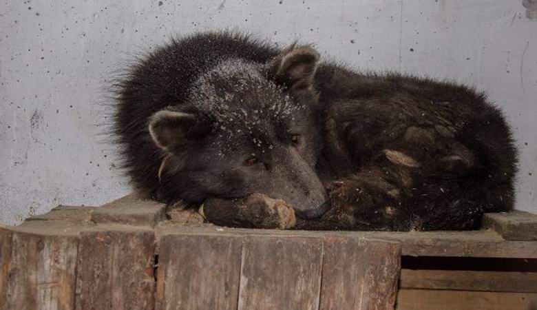 L'ibrido di Chelyabinsk di un orso e un cane ha sorpreso gli scienziati