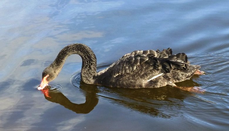 Il cigno nero, proteggendo i confini di suo possesso, ha attaccato il cane