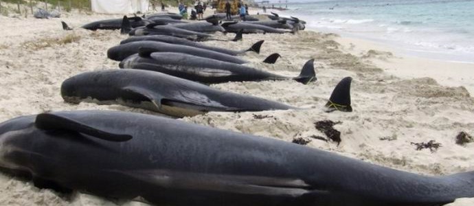 Quattro dozzine di balene sono saltate a terra in Cile