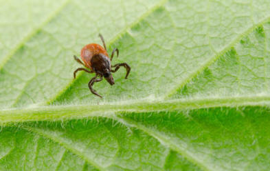 E se un encefalite ti ha morso?