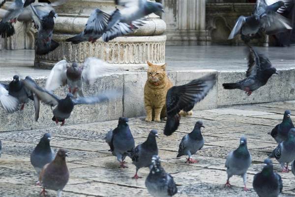 uccello nakakat presagio 