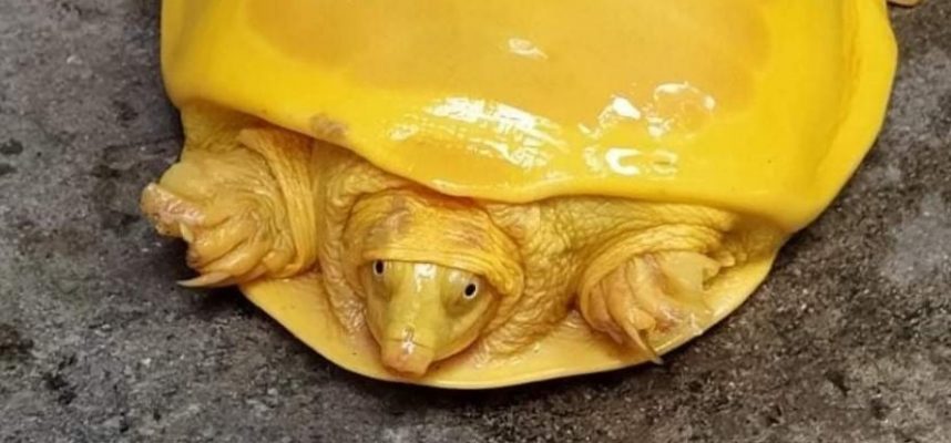 Che fine ha fatto questa buffa tartaruga gialla trovata in India? 
