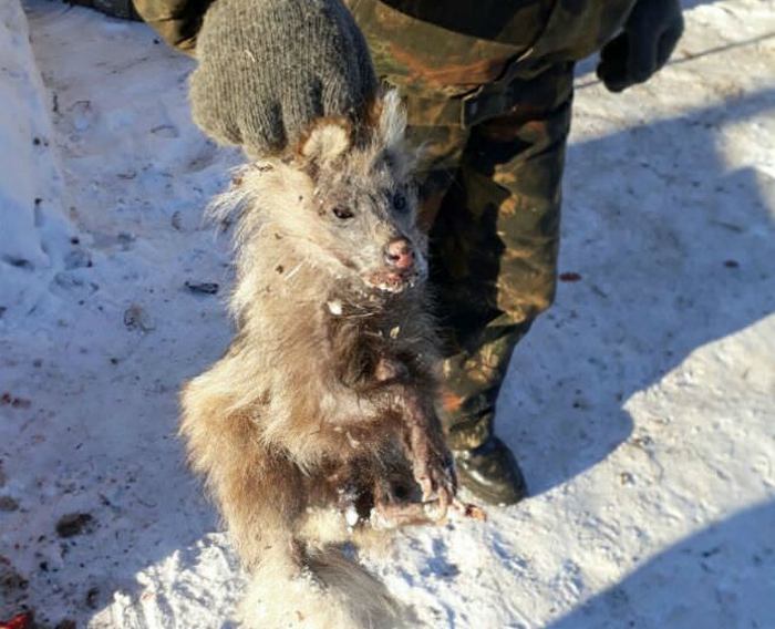 Chupacabra uscì per morire alla gente