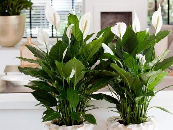 presagi di spathiphyllum e superstizioni 