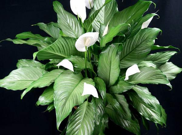 segni di felicità femminile di spathiphyllum 