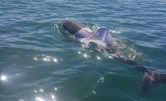 Delfino e maglietta, a dire il vero, non sono una coppia ...