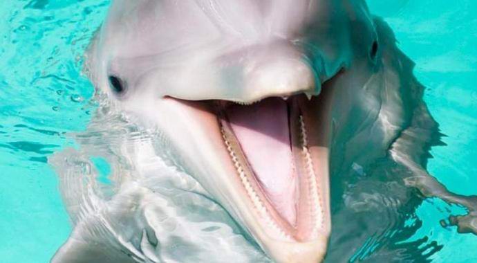 Dolphin ha restituito al proprietario uno smartphone che è caduto nell'oceano