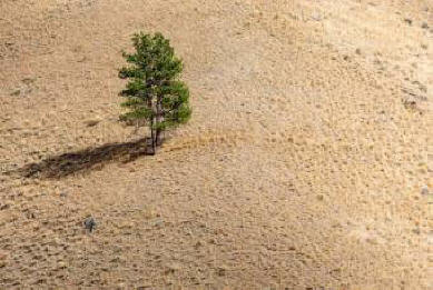 Gli alberi della siccità producono suoni