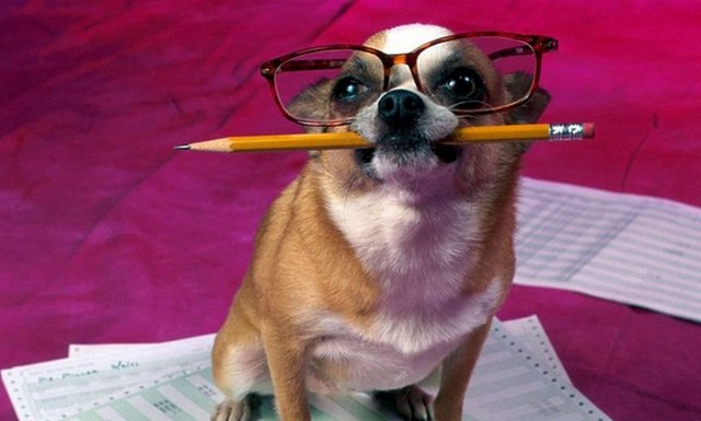 Dieci animali più intelligenti, dopo l'uomo