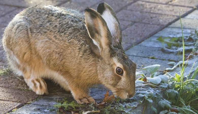 Gli animali selvatici negli Stati Uniti si comportano in modo strano