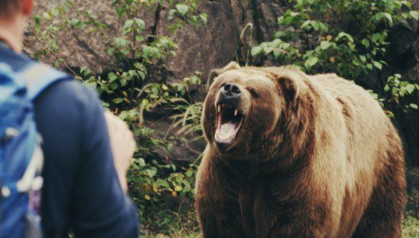 Attacchi di orsi selvaggi: interpretazione dei libri dei sogni 