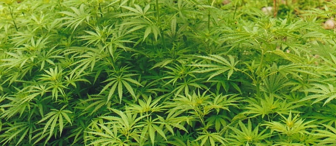 Il direttore dell'impresa Krasnoyarsk ha coltivato la canapa nel laboratorio di arredamento